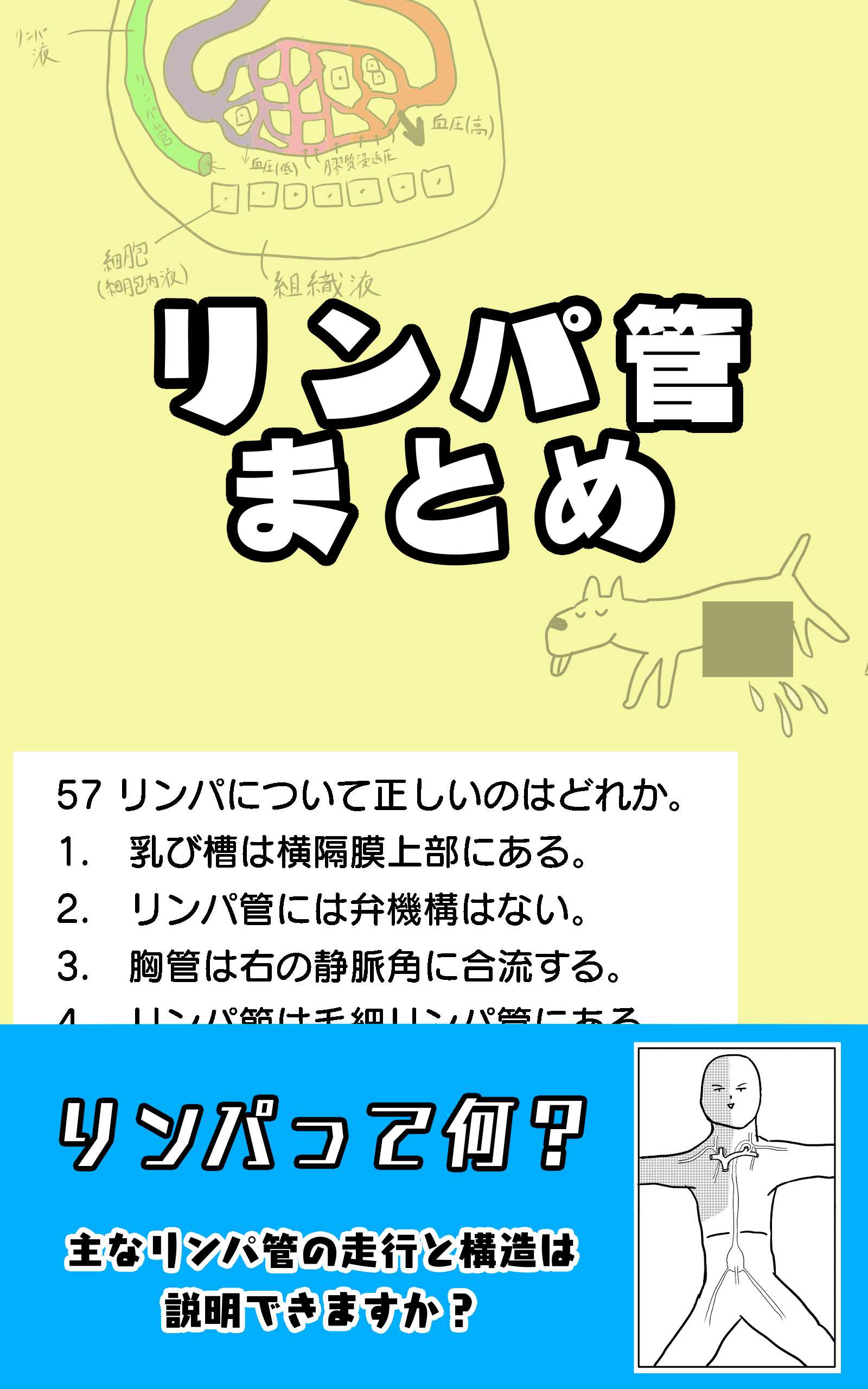 リンパ管
