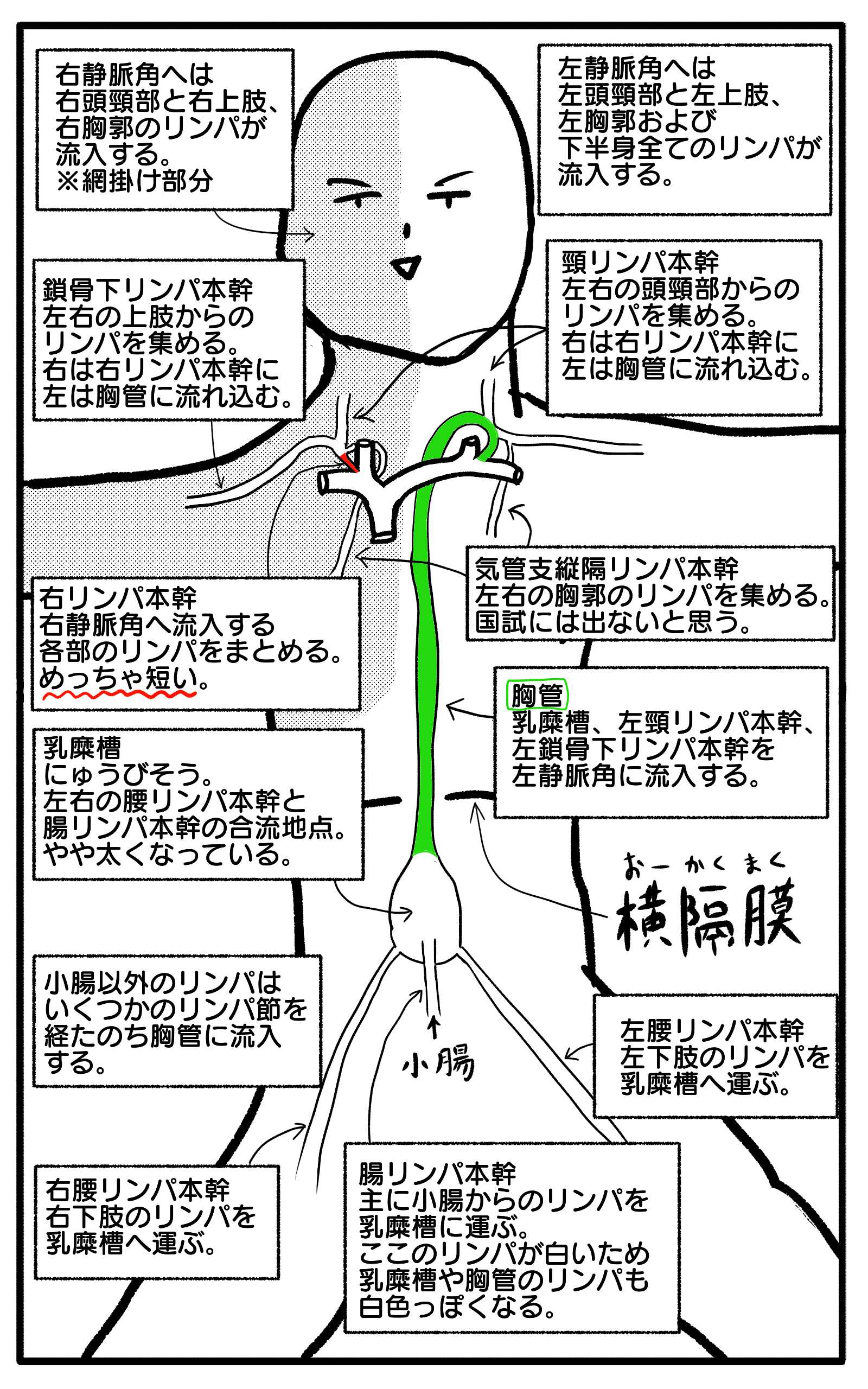 リンパ管
